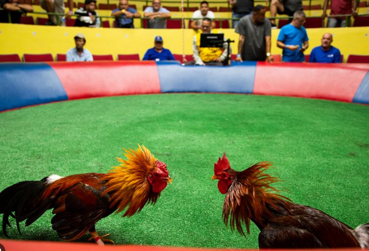 giai dau da ga tai campuchia