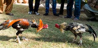 đá gà trực tuyến
