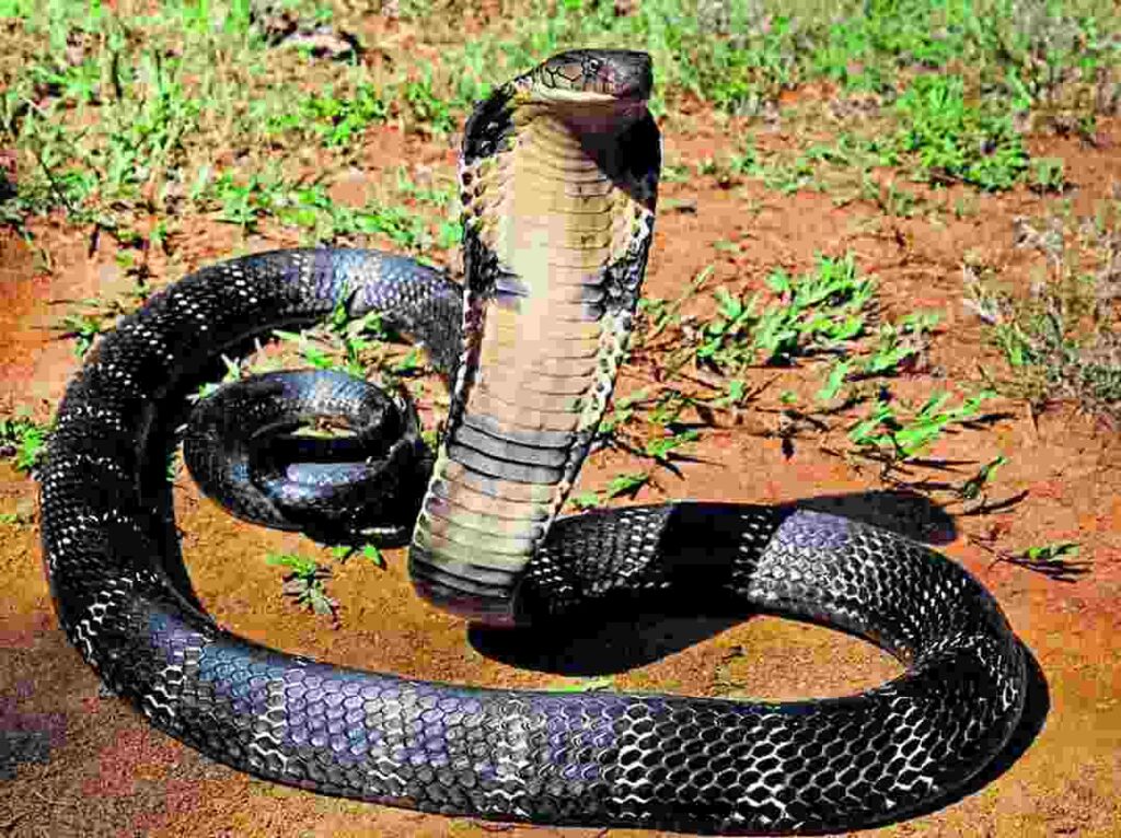 nam mo thay ran ho mang danh con gi 1